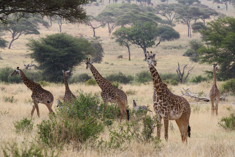 1 Tagestour zum Tarangire National Park Tansania