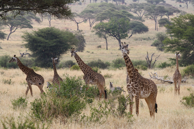 Dagtour naar het nationaal park Tarangire in Tanzania