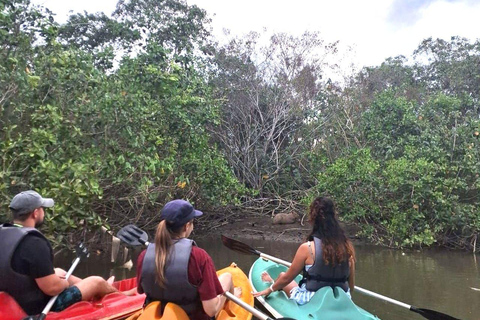 Paraty: Mangrove Kayak Tour with Capybara sightings