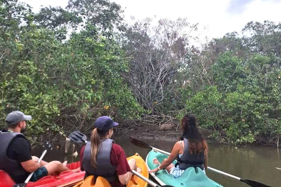 Paraty: Kajak-Tour durch die Mangroven mit Kapybaras. Foto: GetYourGuide Paraty: Kajak-Tour durch die Mangroven mit Kapybaras. Foto: GetYourGuide