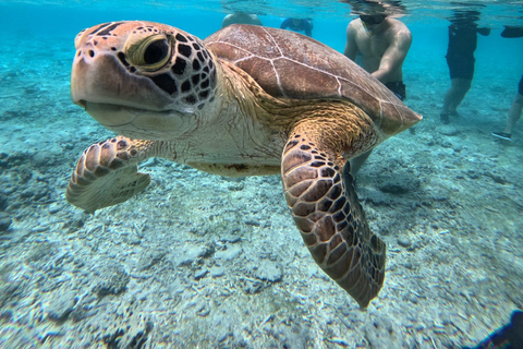 3 Gilis Snorkeling Tour Start Gili Air