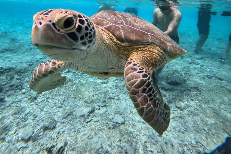 3 Gilis Snorkeling Tour Start Gili Air