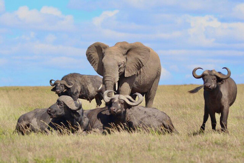 From Nairobi: Maasai Mara Fly-In Safari with Picnic