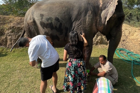 Elefun Best Elephant Sanctuary Jaipur Elephant Sanctuary