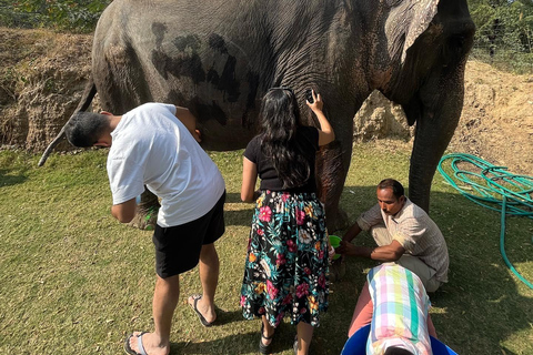 Elefun, il miglior santuario degli elefanti a Jaipur