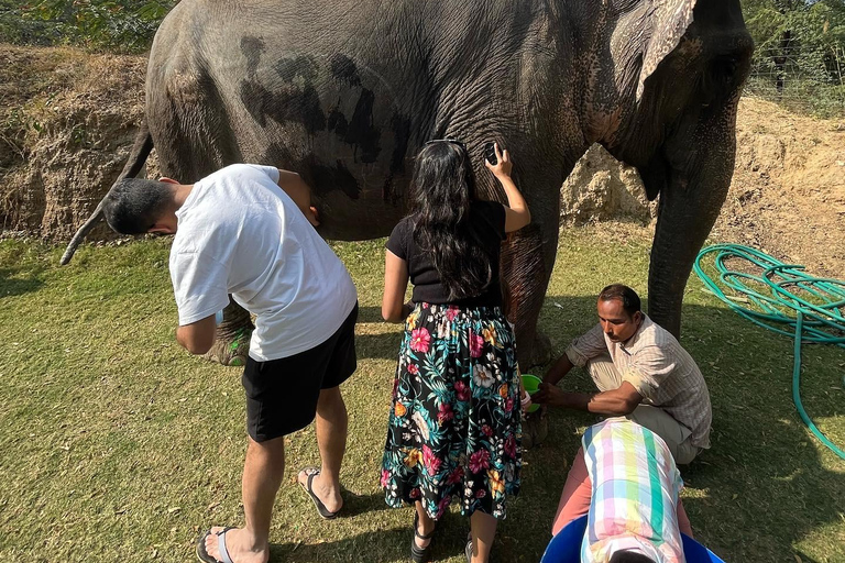 Elefun Mejor Santuario de ElefantesSantuario de elefantes de Jaipur