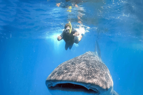 Lombok Sumbawa Best Sharing 2D1N Whale Shark With Snorkeling From Sumbawa Best Sharing 2D1N Whale Shark With Snorkeling