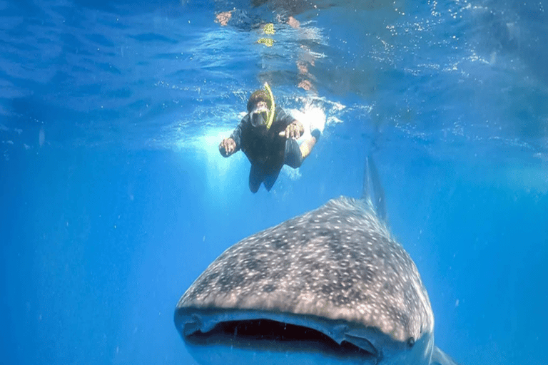 Lombok Sumbawa Best Sharing 2D1N Whale Shark With Snorkeling From Sumbawa Best Sharing 2D1N Whale Shark With Snorkeling