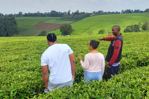 Nairobi: excursão de meio dia a uma fazenda de chá com almoço e degustação de chá.Nairóbi: Passeio de meio dia para tomar chá com almoço e degustação de chá.