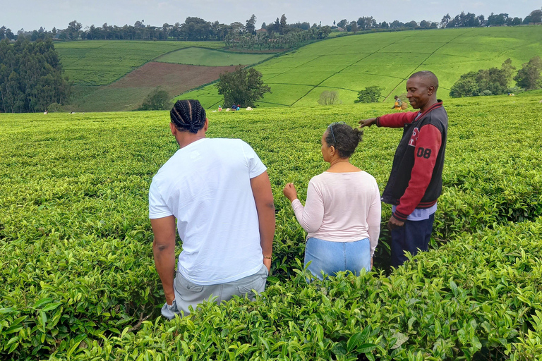 Nairobi: excursão de meio dia a uma fazenda de chá com almoço e degustação de chá.Nairóbi: Passeio de meio dia para tomar chá com almoço e degustação de chá.