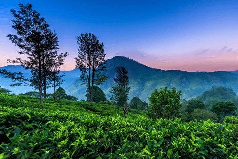 Sri Lanka e-Travels and Tours : Soluzione di trasporto affidabile