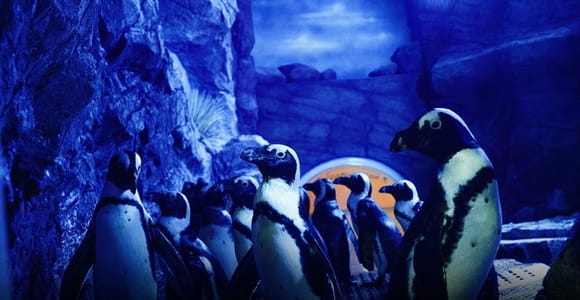 From Muscat: Oman Aquarium Entry Ticket