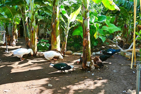 La Palma : Guidad tur EcoFinca Platanologico &quot;den ätbara skogen&quot;.