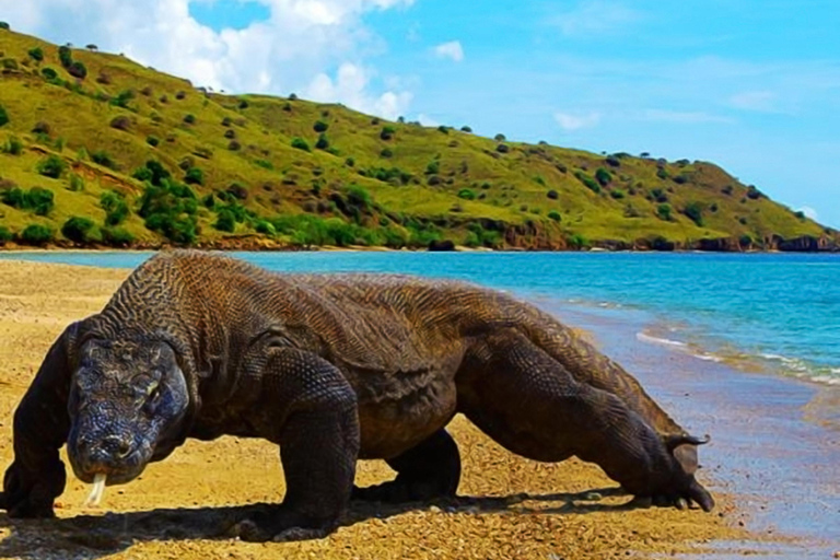 L&#039;esperienza definitiva di Labuan Bajo: 6 incredibili destinazioni