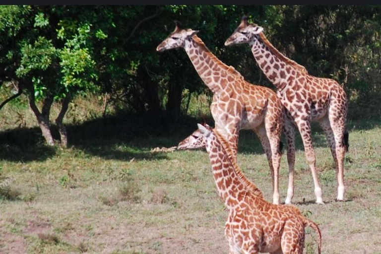 Addis Abeba: wycieczka do kościoła Chebera Churchura i Parku Narodowego MazeAddis Abeba: Wycieczka do kościoła Chebera Churchura i Parku Narodowego Maze