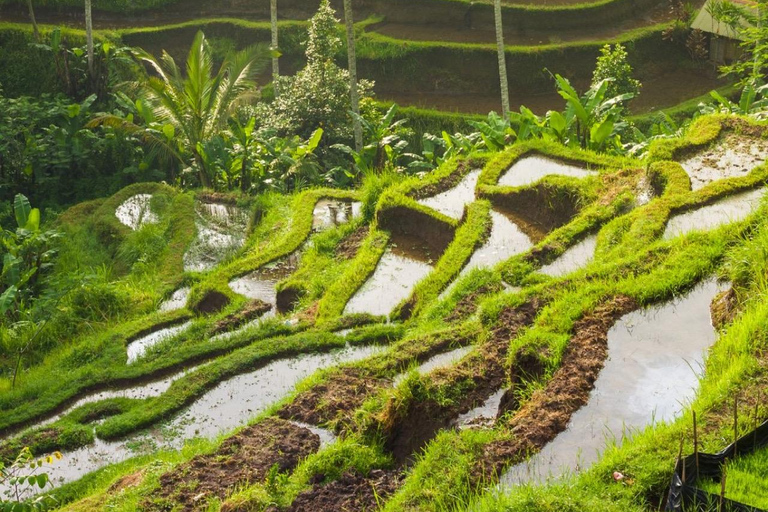 Ubud: Private Tour with Gunung Kawi Temple & Waterfall With Entry Tickets