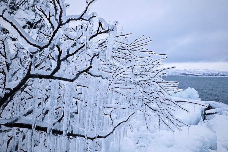 Arctic Morning - Snowshoe Experience (Private tour)