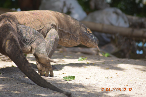 Labuan Bajo: 3-Day Komodo Herping Trip with Snorkeling