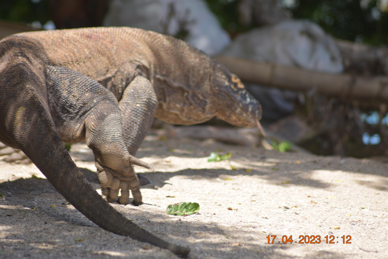 Labuan Bajo: 3-Day Komodo Herping Trip with Snorkeling