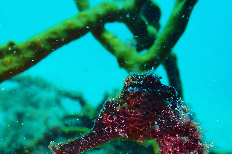 Cartagena: PADI DISCOVER SCUBA / MINICURSO DE BUCEO