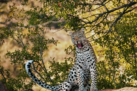 Jaipur : Visite privée du safari au léopard de Jhalana