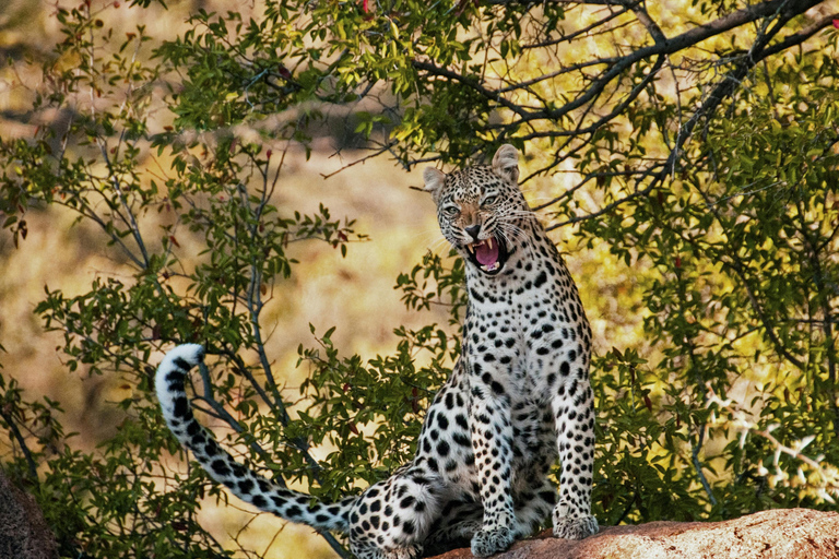 Jaipur : Visite privée du safari au léopard de Jhalana