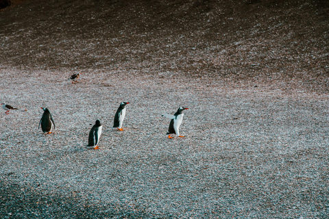 Ushuaia: Boat Trip to Isla Martillo: Penguins in the Beagle Channel Ushuaia: Navigation to Martillo Island: Penguins along the Beagle Channel