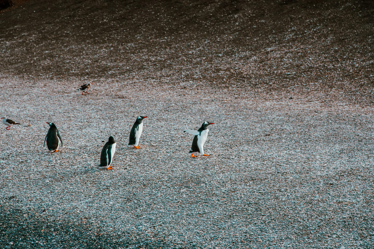 Ushuaia: Boat Trip to Isla Martillo: Penguins in the Beagle Channel Ushuaia: Navigation to Martillo Island: Penguins along the Beagle Channel