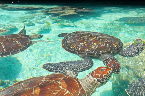 Zanzibar: Pływaj z żółwiami morskimi w oceanarium Baraka w NungwiTransport nie jest wliczony w cenę. Jednak opłaty za wejście są wliczone