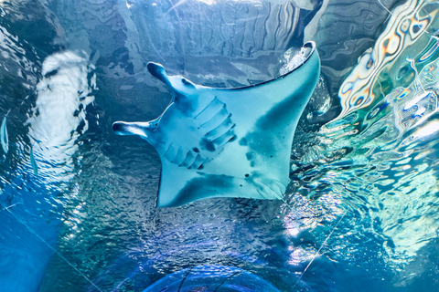 Tokyo: Maxell Aqua Park Shinagawa Direct Entry Ticket