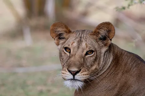* Nairobi: Transfer to Maasai Mara - Sekenani Gate. AW