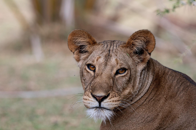 Nairobi: Safari de 3 dias em Maasai Mara com alojamento.AW