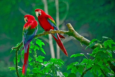 Parque Nacional de Carara: Paseo guiado Carara Costa Rica Naturaleza