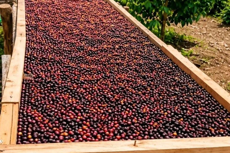 From Addis Ababa: 10-Day Ethiopian Coffee Route Tour
