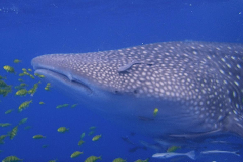 Zanzibar: Mafia Island Whale Shark Snorkeling Day Trip