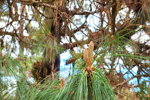 Oaxaca: Sierra Norte Ixtepeji Guided Hike & Lunch, Half-Day