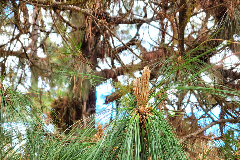 Oaxaca: Sierra Norte Ixtepeji Guided Hike & Lunch, Half-Day