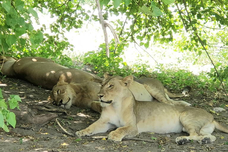 Excursión de un día completo a Chobe