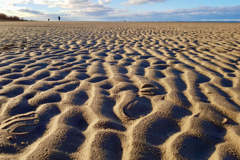 Ķemeri Great Bog With Optional Sunrise & Jūrmala Visit Ķemeri Bog Shared Small Group Tour