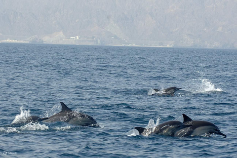 Muscat: Majestic Dolphins – Private Ocean Tour