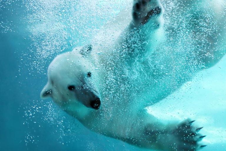 Départ de Sapporo : Visite à la journée du zoo d&#039;Asahiyama en hiverDépart de la Tour TV de Sapporo Déjeuner non compris