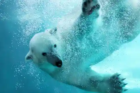 Sapporo Departure: Asahiyama Zoo Winter 1-Day Tour