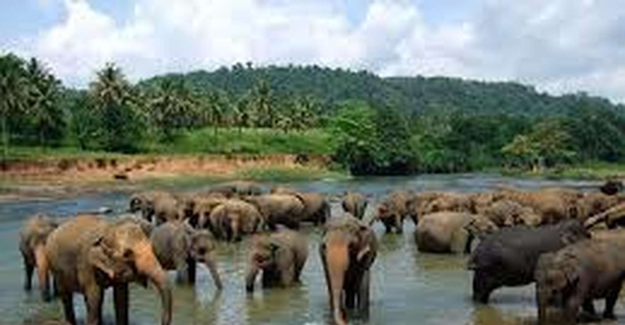 From,Galle/Mirissa Transfer to Ella with Udawalawe Safari - Housity