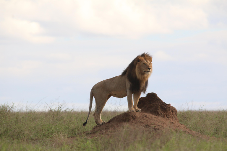 Cheap 2-night Serengeti Experience