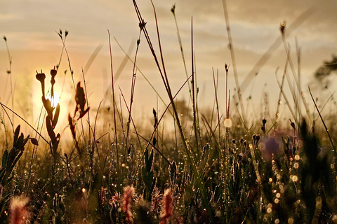 Ķemeri Great Bog With Optional Sunrise & Jūrmala Visit Ķemeri Bog Shared Small Group Tour
