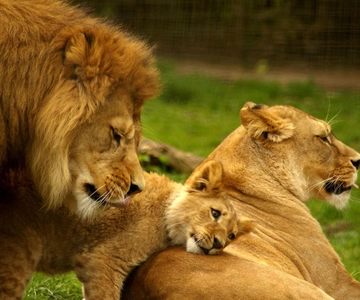 Durban: Tala Game Reserve, Natal Lion Park, and Phezulu Park