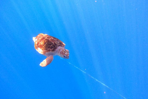 Tenerife: Safári de caiaque com mergulho com snorkel em um habitat de tartarugas