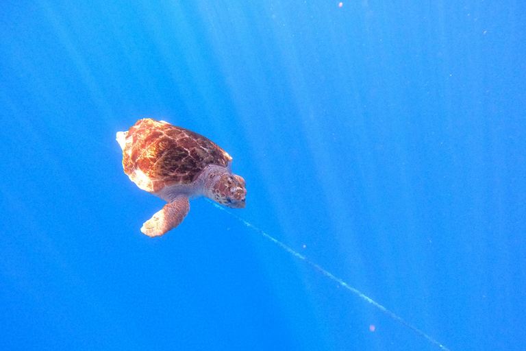 Tenerife: Safári de caiaque com mergulho com snorkel em um habitat de tartarugas