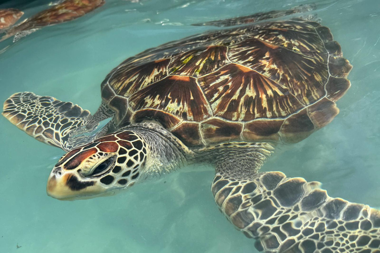 SPOTKANIE Z ŻÓŁWIAMI I KĄPIEL W JASKINI SALAAMDOŚWIADCZENIE INTERAKCJI Z ŻÓŁWIAMI I ŚWIĘTA PŁYWANIE W JASKINII SALAAM