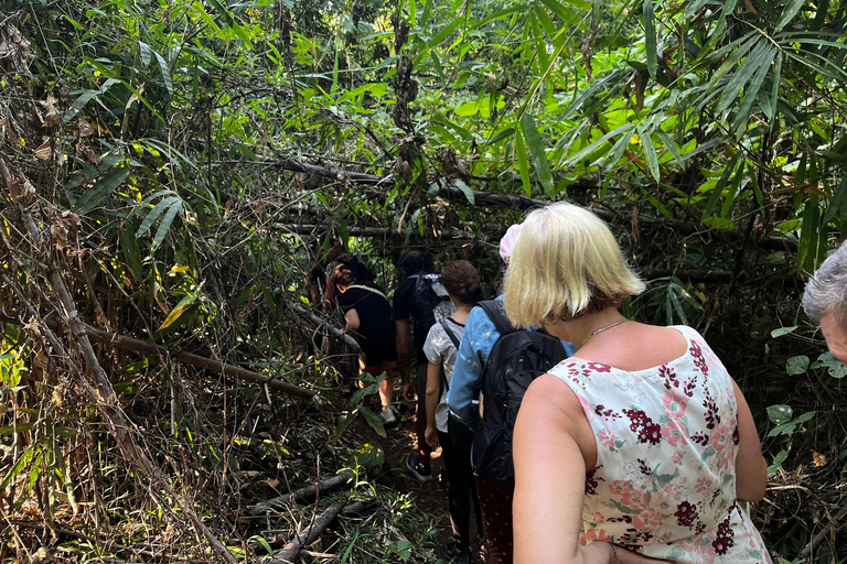 Chiang Rai: Jungle Adventure-Group Trekking & Bamboo Cooking